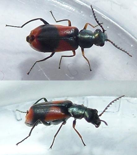 Réf. 225 529 : Anthocomus equestris