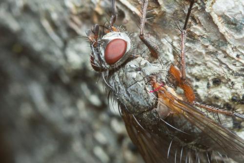 Macquartia dispar