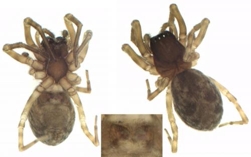 Argenna patula