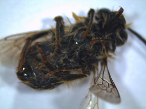 Eucera sp.