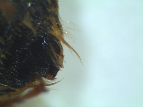 Eucera sp.