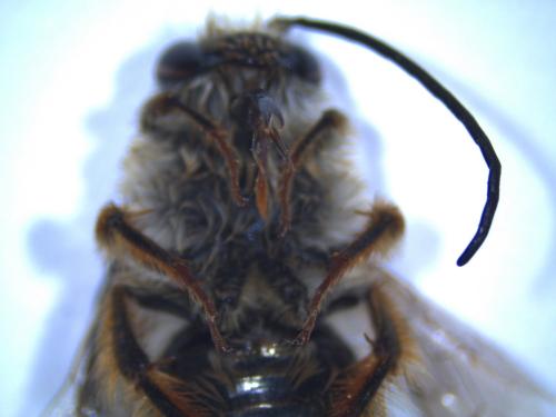 Eucera sp.