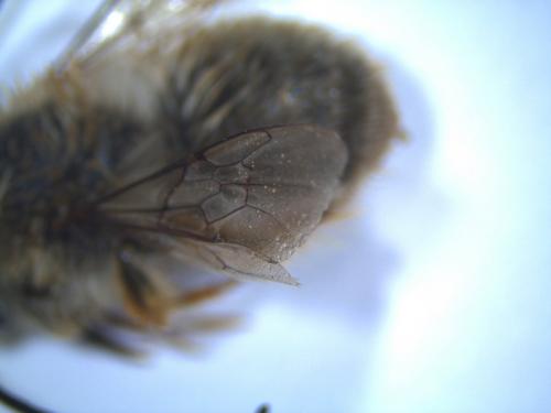 Eucera sp.