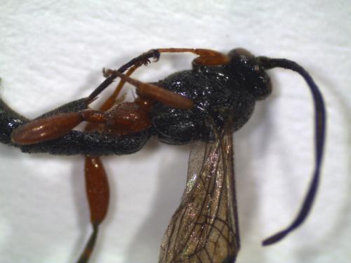Réf. 225 880 : Pimpla sp.