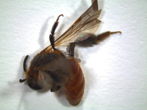 Andrena sp.