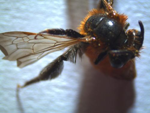 Andrena sp.