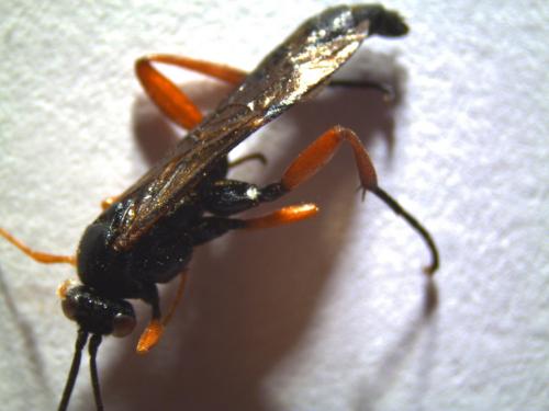 Réf. 225 851 : Pimpla sp.