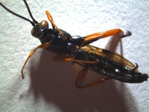 Réf. 225 852 : Pimpla sp.