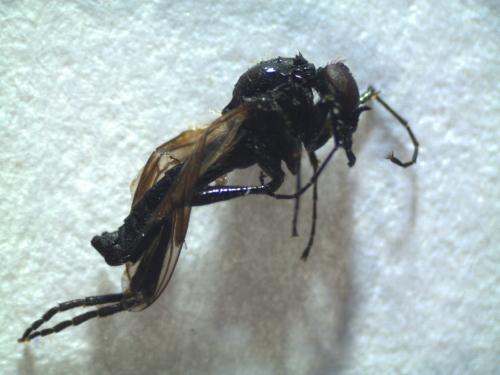 Dilophus sp.