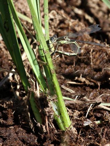 Lestes dryas