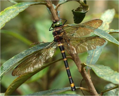 Réf. 225 869 : Macromia moorei