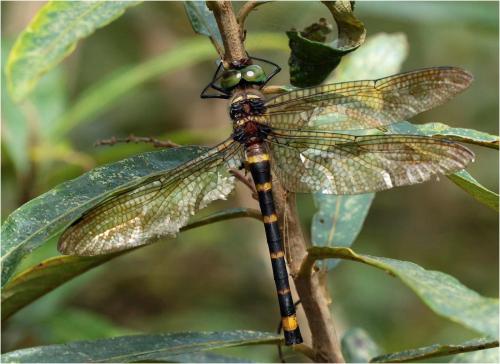 Réf. 225 867 : Macromia moorei