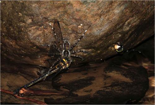Réf. 225 300 : Macromidia rapida