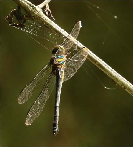 Réf. 225 299 : Macromidia rapida