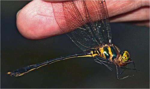 Réf. 225 298 : Macromidia rapida