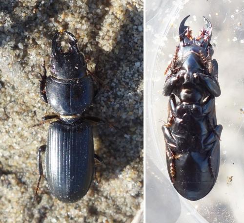 Scarites terricola