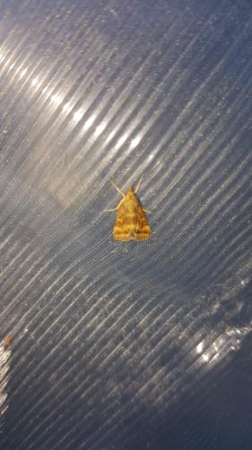 Pyrausta despicata