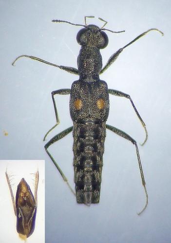 Réf. 225 461 : Stenus comma
