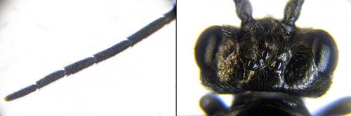 Empria longicornis