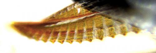 Empria longicornis