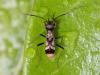 225512 – Photo : Didier Levasseur – Thaïlande