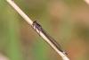 225992 – Photo : Cochet Alain – France (40)