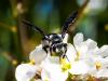 225590 – Photo : Danièle Tixier-Inrep – France (30)
