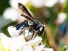 225591 – Photo : Danièle Tixier-Inrep – France (30)