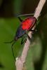 225759 – Photo : D. Martinez – Philippines
