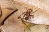 225763 – Photo : D. Martinez – Philippines
