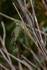 225966 – Photo : D. Martinez – Philippines