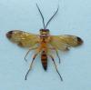 225775 – Photo : Bernard Perthuis – Guyane française