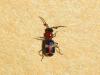 225873 – Photo : Didier Levasseur – Thaïlande