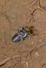 225346 – Photo : D. Martinez – Philippines