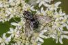 225985 – Photo : Daniel Ventard – France (71)