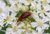 225780 – Photo : Daniel Ventard – France (71)