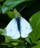 225324 – Photo : ORCHALLAN – France (44)