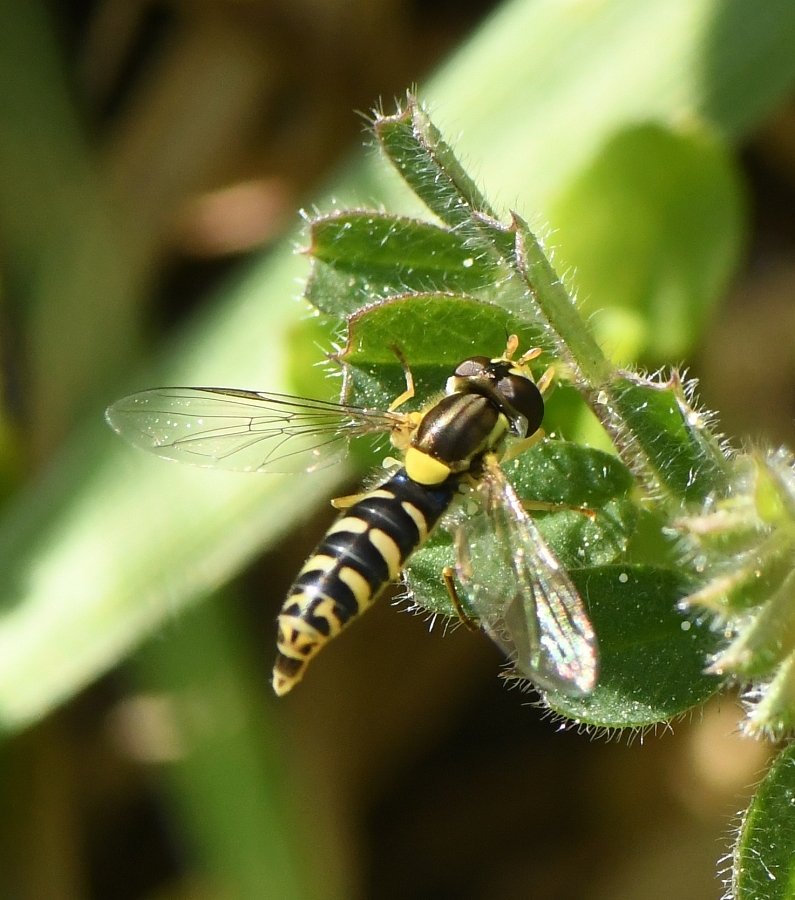 Bernard Ginesy - Sphaerophoria sp. - réf. 225801 (795 x 900 pixels, 111 ko)