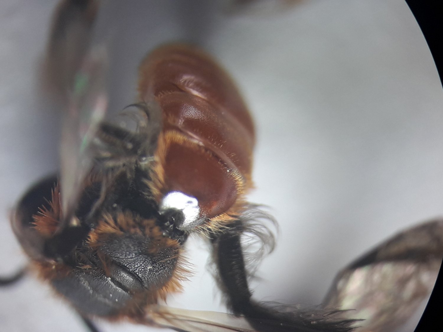 Anonyme - Andrena sp. - réf. 225841 (1500 x 1125 pixels, 150 ko)