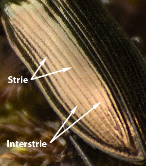 Fred Chevaillot - Inconnu inconnu - réf. 225749 (300 x 342 pixels, 67 ko)