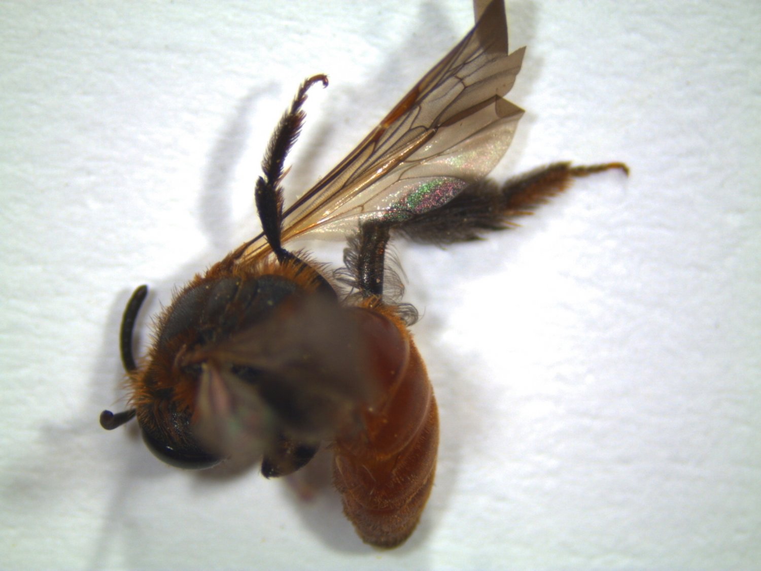 Anonyme - Andrena sp. - réf. 225403 (1500 x 1125 pixels, 158 ko)