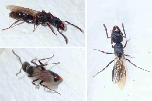 Réf. 226 383 : Ectomomyrmex astutus