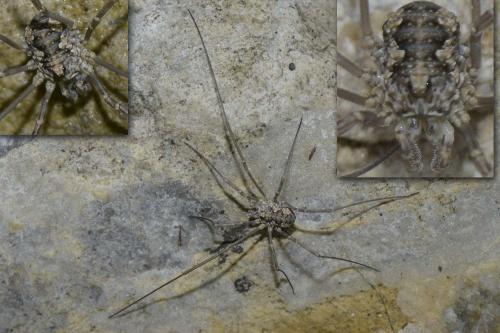 Réf. 226 836 : Phalangiinae inconnu