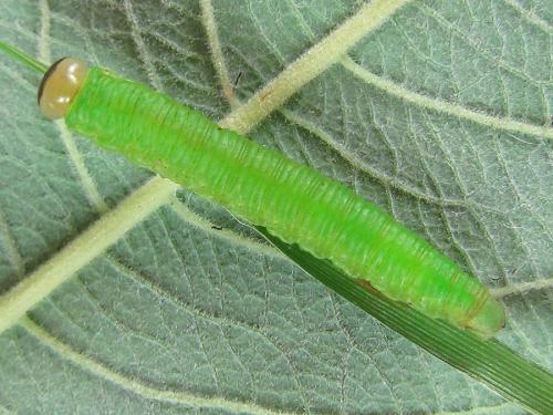 Réf. 226 006 : Dolerus gessneri
