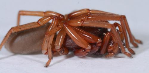 Réf. 226 618 : Dysdera crocata
