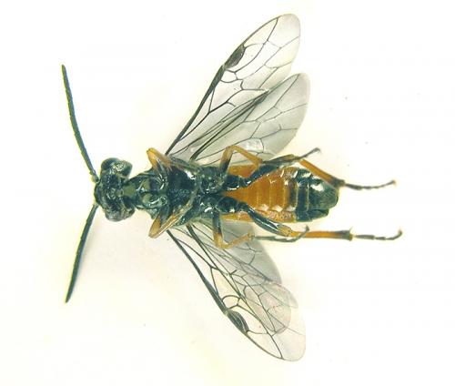 Réf. 226 841 : Dolerus aericeps