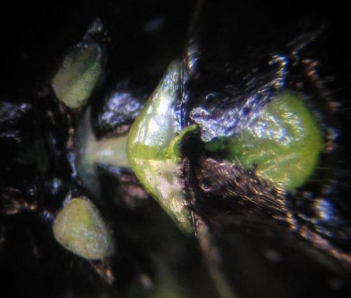Réf. 226 753 : Rhogogaster scalaris
