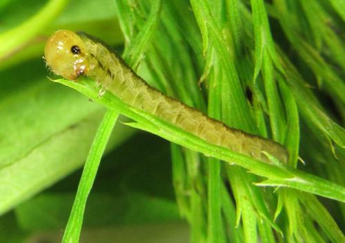 Dolerus gessneri