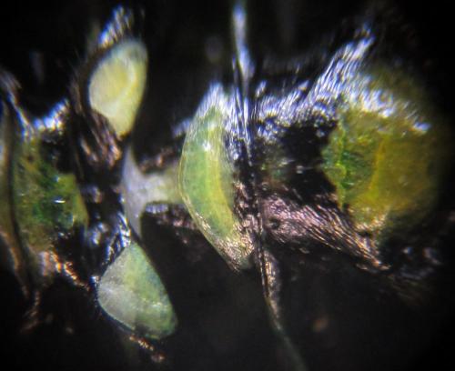 Réf. 226 741 : Rhogogaster scalaris