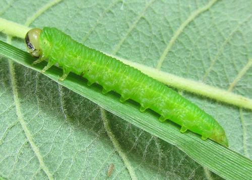 Dolerus gessneri